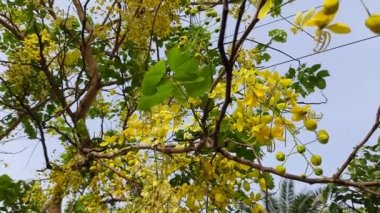 Cassia fistül çiçekleri. Fabaceae familyasına çiçek açıyor. Diğer isimleri: Altın duş, arınma muskası, Hint laburnumu, puding piposu ağacı. Bu ağaç kalıtsal ilaç kullanırdı.. 