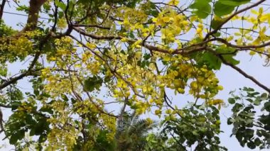 Cassia fistül çiçekleri. Fabaceae familyasına çiçek açıyor. Diğer isimleri: Altın duş, arınma muskası, Hint laburnumu, puding piposu ağacı. Bu ağaç kalıtsal ilaç kullanırdı.. 