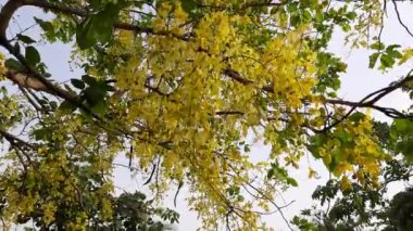 Cassia fistül çiçekleri. Fabaceae familyasına çiçek açıyor. Diğer isimleri: Altın duş, arınma muskası, Hint laburnumu, puding piposu ağacı. Bu ağaç kalıtsal ilaç kullanırdı.. 