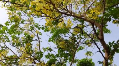 Cassia fistül çiçekleri. Fabaceae familyasına çiçek açıyor. Diğer isimleri: Altın duş, arınma muskası, Hint laburnumu, puding piposu ağacı. Bu ağaç kalıtsal ilaç kullanırdı.. 