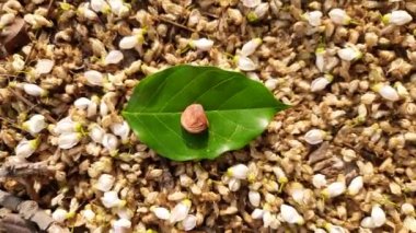 Millettia pinnata tohumu. Fabaceae familyasından bir ağaç türü. Diğer adı Pongamiapinnata, Hint biechandPongame Petrol Ağacı. Petrol tohumlarından çıkarılır. Birçok Ayurvedic tıpta kullanılır..