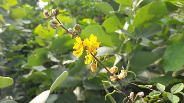 Senna Occidentalis Plant Flower Its Other Names Septicweed Coffee Senna — Stok video