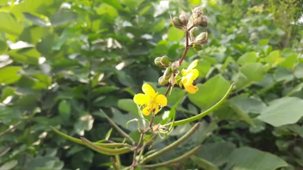 Senna Occidentalis Plant Flower Its Other Names Septicweed Coffee Senna — Stok video