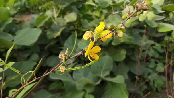 Senna Occidentalis Plant Flower Its Other Names Septicweed Coffee Senna — Stok video