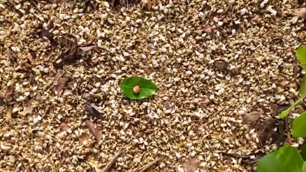 Millettia Pinnata Seed Itis Species Tree Pea Family Fabaceae Its — Wideo stockowe