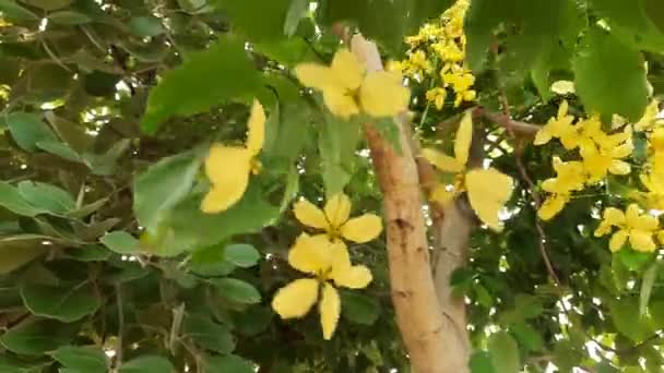 Cassia Fistül Çiçekleri Fabaceae Familyasına Çiçek Açıyor Diğer Isimleri Altın — Stok video