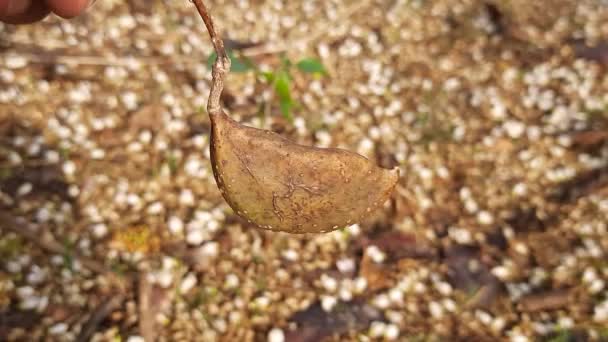 Millettia Pinnata Seed Itis Species Tree Pea Family Fabaceae Its — Vídeos de Stock