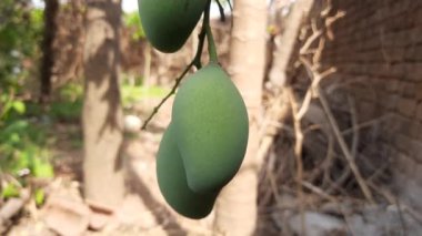 Ağaçta asılı mango. Ağaçta çiğ mango. Mango popüler bir meyvedir, ayrıca meyvelerin kralı olarak da bilinir. Turşusu çok lezzetli. Pişirilir ve sebzeye dönüştürülür. Yeşil Mangolar. 