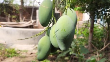 Ağaçta asılı mango. Ağaçta çiğ mango. Mango popüler bir meyvedir, ayrıca meyvelerin kralı olarak da bilinir. Turşusu çok lezzetli. Pişirilir ve sebzeye dönüştürülür. Yeşil Mangolar. 