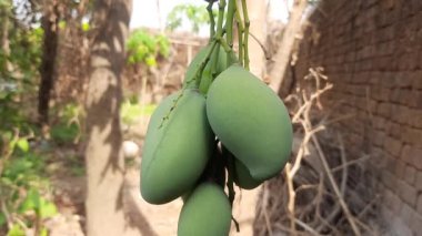 Ağaçta asılı mango. Ağaçta çiğ mango. Mango popüler bir meyvedir, ayrıca meyvelerin kralı olarak da bilinir. Turşusu çok lezzetli. Pişirilir ve sebzeye dönüştürülür. Yeşil Mangolar. 