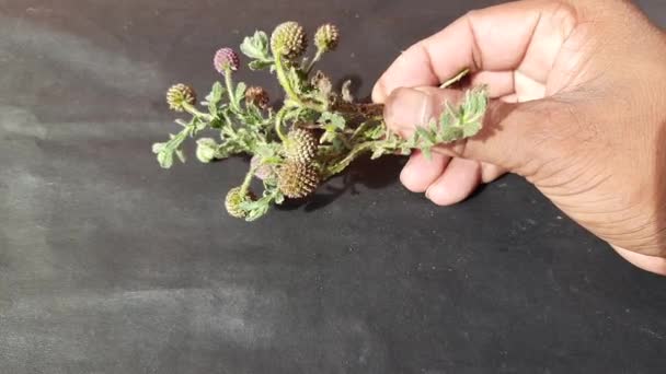 Σφαίρα Indicus Είναι Ένα Ανθοφόρο Φυτό Του Γένους Sphaeranthus Sphaeranthus — Αρχείο Βίντεο