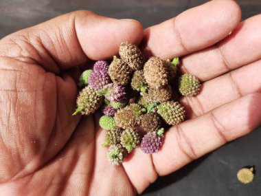 Sphaeranthus indicus. Sphaeranthus cinsinin çiçekli bitkisidir. Sphaeranthus Linn 'i işaret eder. Tıbbın Ayurvedicsystem 'inde çeşitli koşullarda yaygın olarak kullanılır. Doğu Hindistan devedikeni.