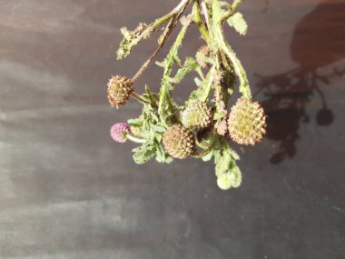 Sphaeranthus indicus. Sphaeranthus cinsinin çiçekli bitkisidir. Sphaeranthus Linn 'i işaret eder. Tıbbın Ayurvedicsystem 'inde çeşitli koşullarda yaygın olarak kullanılır. Doğu Hindistan devedikeni.