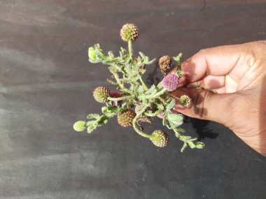 Sphaeranthus indicus. Sphaeranthus cinsinin çiçekli bitkisidir. Sphaeranthus Linn 'i işaret eder. Tıbbın Ayurvedicsystem 'inde çeşitli koşullarda yaygın olarak kullanılır. Doğu Hindistan devedikeni.