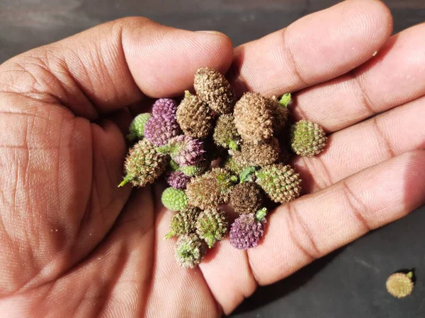 Sphaeranthus indicus. Sphaeranthus cinsinin çiçekli bitkisidir. Sphaeranthus Linn 'i işaret eder. Tıbbın Ayurvedicsystem 'inde çeşitli koşullarda yaygın olarak kullanılır. Doğu Hindistan devedikeni.