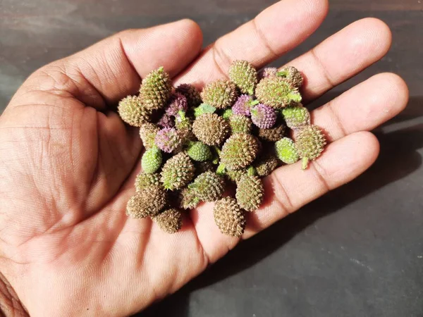 Sphaeranthus indicus. Sphaeranthus cinsinin çiçekli bitkisidir. Sphaeranthus Linn 'i işaret eder. Tıbbın Ayurvedicsystem 'inde çeşitli koşullarda yaygın olarak kullanılır. Doğu Hindistan devedikeni.