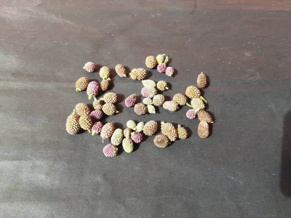 Sphaeranthus indicus. Sphaeranthus cinsinin çiçekli bitkisidir. Sphaeranthus Linn 'i işaret eder. Tıbbın Ayurvedicsystem 'inde çeşitli koşullarda yaygın olarak kullanılır. Doğu Hindistan devedikeni.