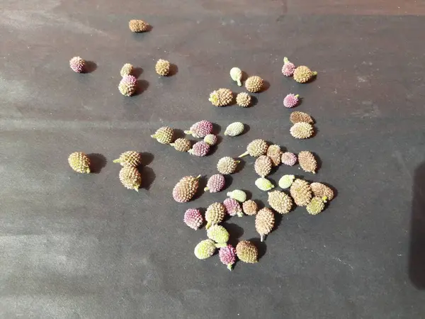 Sphaeranthus indicus. Sphaeranthus cinsinin çiçekli bitkisidir. Sphaeranthus Linn 'i işaret eder. Tıbbın Ayurvedicsystem 'inde çeşitli koşullarda yaygın olarak kullanılır. Doğu Hindistan devedikeni.