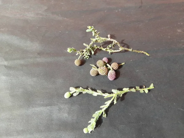 Sphaeranthus indicus. Sphaeranthus cinsinin çiçekli bitkisidir. Sphaeranthus Linn 'i işaret eder. Tıbbın Ayurvedicsystem 'inde çeşitli koşullarda yaygın olarak kullanılır. Doğu Hindistan devedikeni.