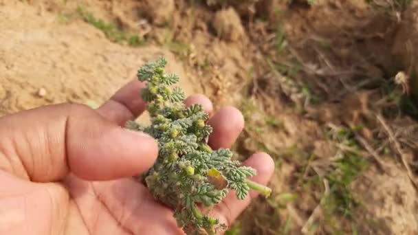 Une Plante Coldenia Est Monotypicènede Plante Fleurs Traditionnellement Inclus Dans — Video