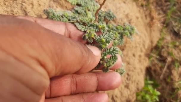 Φυτό Coldenia Είναι Ένα Μονοτυπικό Είδος Ανθοφόρου Φυτού Που Παραδοσιακά — Αρχείο Βίντεο