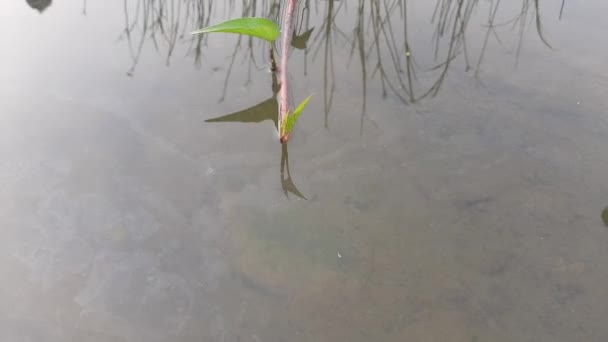 Ipomoea Aquatica Rostlina Vodě Jedná Polovodní Tropickou Rostlinu Pěstovanou Jako — Stock video