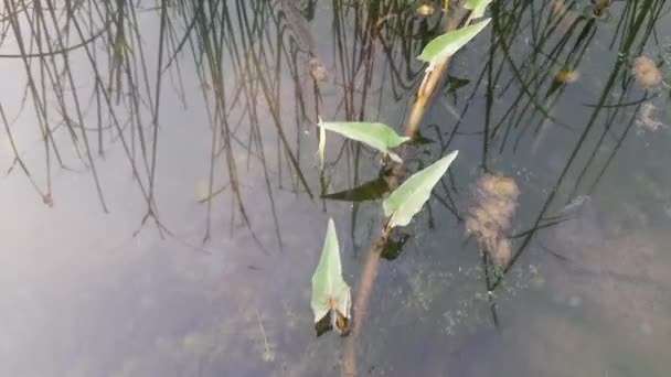 Ipomoea Aquatica Planta Agua Trata Una Planta Semi Acuática Tropicalcultivada — Vídeos de Stock