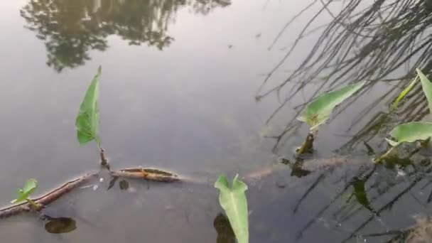 Φυτό Ipomoea Aquatica Στο Νερό Πρόκειται Για Ένα Ημι Υδρόβιο — Αρχείο Βίντεο