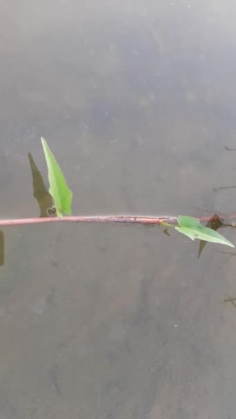 Φυτό Ipomoea Aquatica Στο Νερό Πρόκειται Για Ένα Ημι Υδρόβιο — Αρχείο Βίντεο