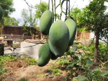 Ağaçta asılı mango. Ağaçta çiğ mango. Mango popüler bir meyvedir, ayrıca meyvelerin kralı olarak da bilinir. Turşusu çok lezzetli. Pişirilir ve sebzeye dönüştürülür. Yeşil Mangolar. 