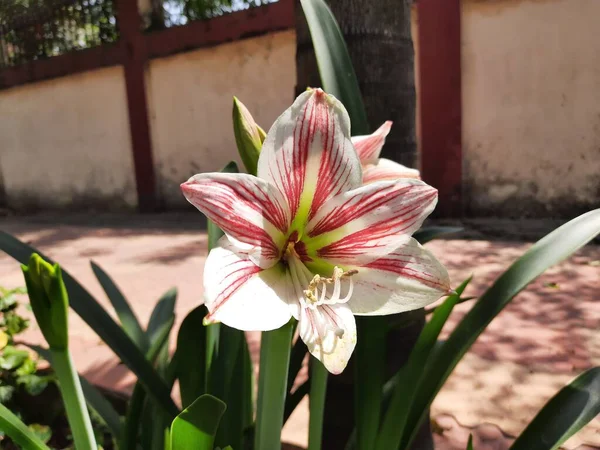 Schöne Lilienblüten Garten Liliumis Agenusvonkrautigen Blühenden Pflanzen Die Aus Zwiebeln — Stockfoto