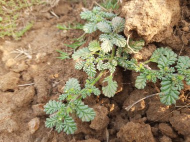 Koldenya bitkisi. Geleneksel olarak Boragefamily 'de yer alan bir çiçekli bitkidir. Diğer adı Boraginaceae sensu lato ve Coldenia procumbens..