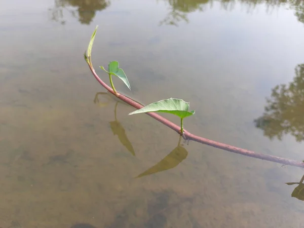 Ipomoea Aquatica Bitkisi Suyun Üzerinde Yarı Suda Yetişen Bir Tropikal — Stok fotoğraf
