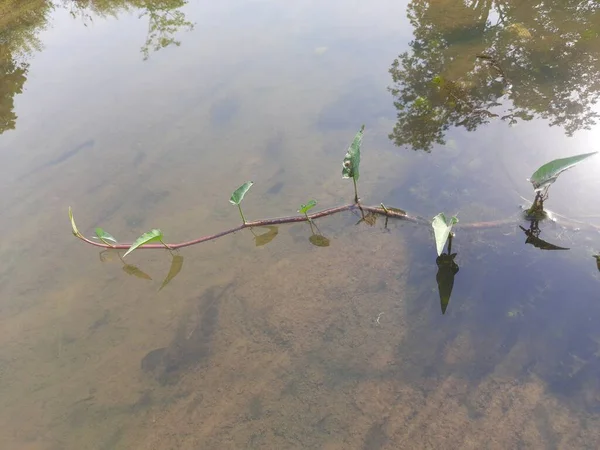 Ipomoea Aquatica Plant Water Semi Aquatic Tropicalplant Grown Avegetablefor Its — Stock Photo, Image