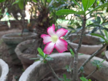 Adenyum arabicum çiçeği. Çoğunlukla çöl gülü, Adenium obesum, Adenium ve Adan çalılıklarında kullanılan sulu bir bitki türüdür. Güzel pembe çiçekler.