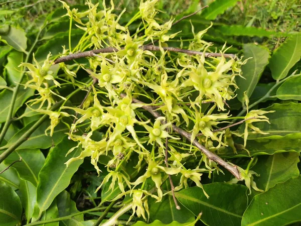 Polyalthia Longifolia Tree Flowers Tree Other Names Ashoka Glodokan Glodogan — Photo