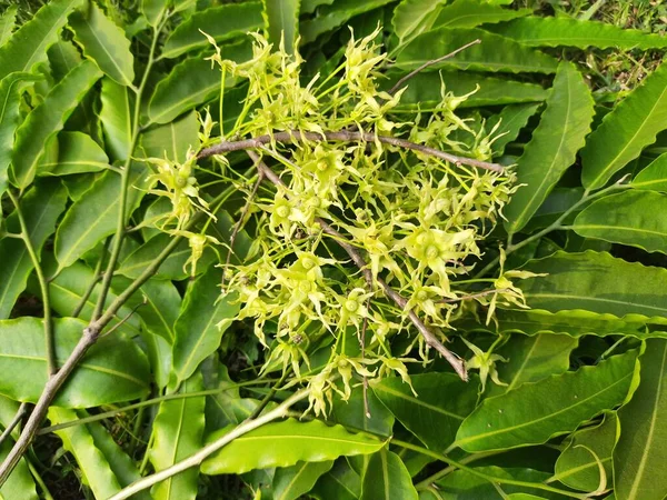 Polyalthia Longifolia Tree Flowers Tree Other Names Ashoka Glodokan Glodogan — Photo