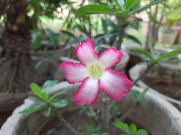 Adenium Arabicum Flor Uma Espécie Planta Suculenta Comumente Usado Forbonsai — Fotografia de Stock