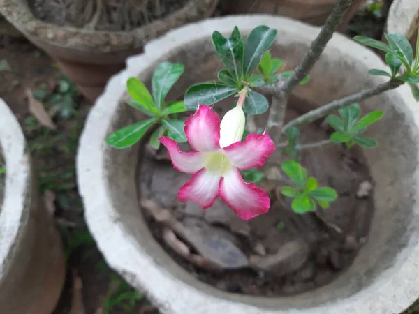 Adenium Arabicum Flower Jedná Druh Šťavnaté Rostliny Běžně Používané Forbonsai — Stock fotografie