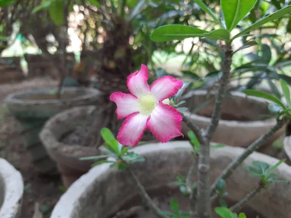 Adenium Kwiat Arabski Jest Gatunek Soczystych Roślin Powszechnie Używany Bonsai — Zdjęcie stockowe