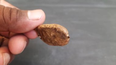 Millettia pinnata tohumu. Fabaceae familyasından bir ağaç türü. Diğer adı Pongamiapinnata, Hint biechandPongame Petrol Ağacı. Petrol tohumlarından çıkarılır. Birçok Ayurvedic tıpta kullanılır..