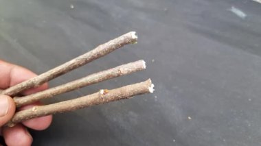 Millettia Pinnata siyah arka planda. Bu diş temizlemek için kullanılır. Hindistan 'da dişler benzer bir tahta sopayla temizleniyor. Pongamiapinnata çubuğu. Doğal diş fırçası.