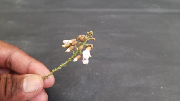 蜜莉蒂亚 品纳塔的花它是豌豆科的一种树 牠们的其他名称有Pongamiapinnata 印度的Beechandpongame Oil Tree 油是从种子中提取出来的 它被用在许多阿育吠陀医学中 — 图库视频影像