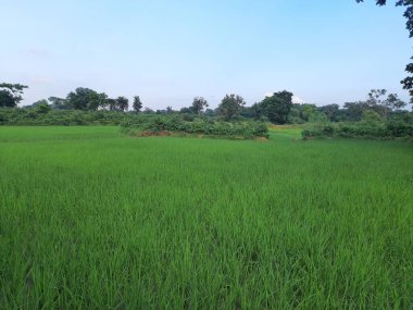 Mavi gökyüzü arka planında çeltik tarlası. Paddy, Organik Tarım, Tarladaki Pirinç Kulakları. Çeltik tarlası kavramında tahıl. Yeşil pirinç tarlasını kapatın.. 