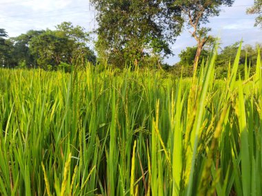 Mavi gökyüzü arka planında çeltik tarlası. Paddy, Organik Tarım, Tarladaki Pirinç Kulakları. Çeltik tarlası kavramında tahıl. Yeşil pirinç tarlasını kapatın.. 
