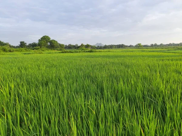Pole Paddy Tle Niebieskiego Nieba Paddy Rolnictwo Ekologiczne Uszy Ryżu — Zdjęcie stockowe