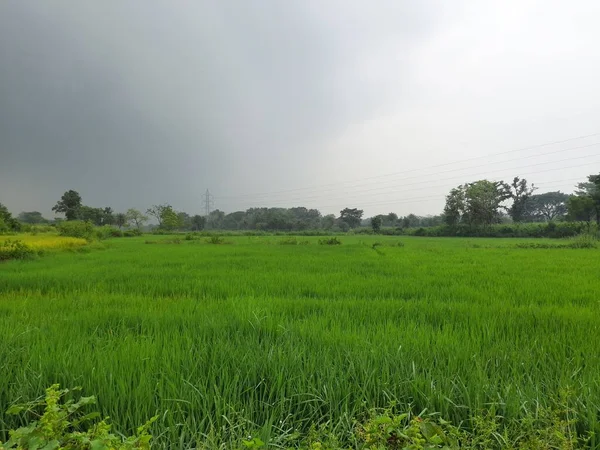Pole Paddy Tle Niebieskiego Nieba Paddy Rolnictwo Ekologiczne Uszy Ryżu — Zdjęcie stockowe