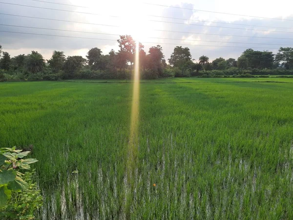 배경의 Paddy Organic Agriculture Ears Rice Field 옥수수 개념입니다 벼밭을 — 스톡 사진