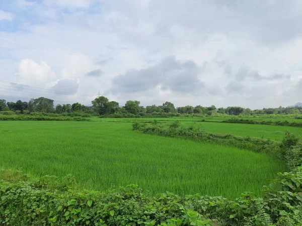 Mavi gökyüzü arka planında çeltik tarlası. Paddy, Organik Tarım, Tarladaki Pirinç Kulakları. Çeltik tarlası kavramında tahıl. Yeşil pirinç tarlasını kapatın.. 