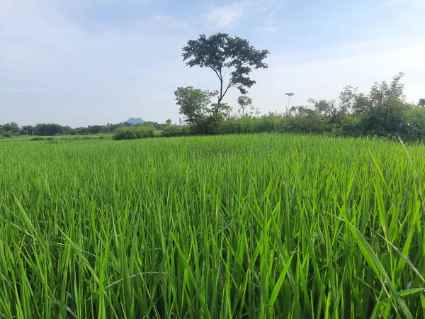Paddy Feld Blauem Himmel Hintergrund Paddy Ökologischer Landbau Ähren Von — Stockfoto